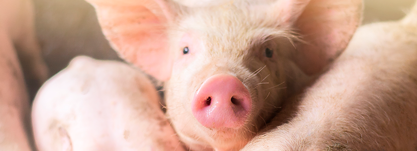 Micoplasmosis en cerdos: Entendiendo la dinámica de la infección