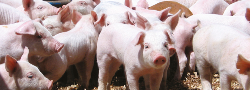 Proveer de juguetes a los cerdos puede mejorar la relación humanos-animales