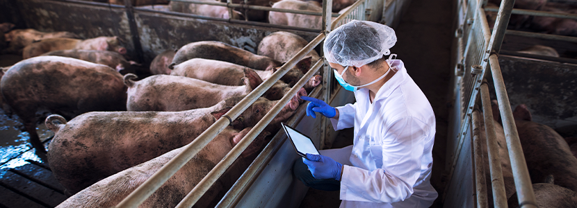 Respuesta inmune en cerdos infectados con tres especies de Trichinella