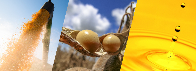 a suspensão de importação de importação para o milho e o farelo de soja é válida até 31 de dezembro de 2021.