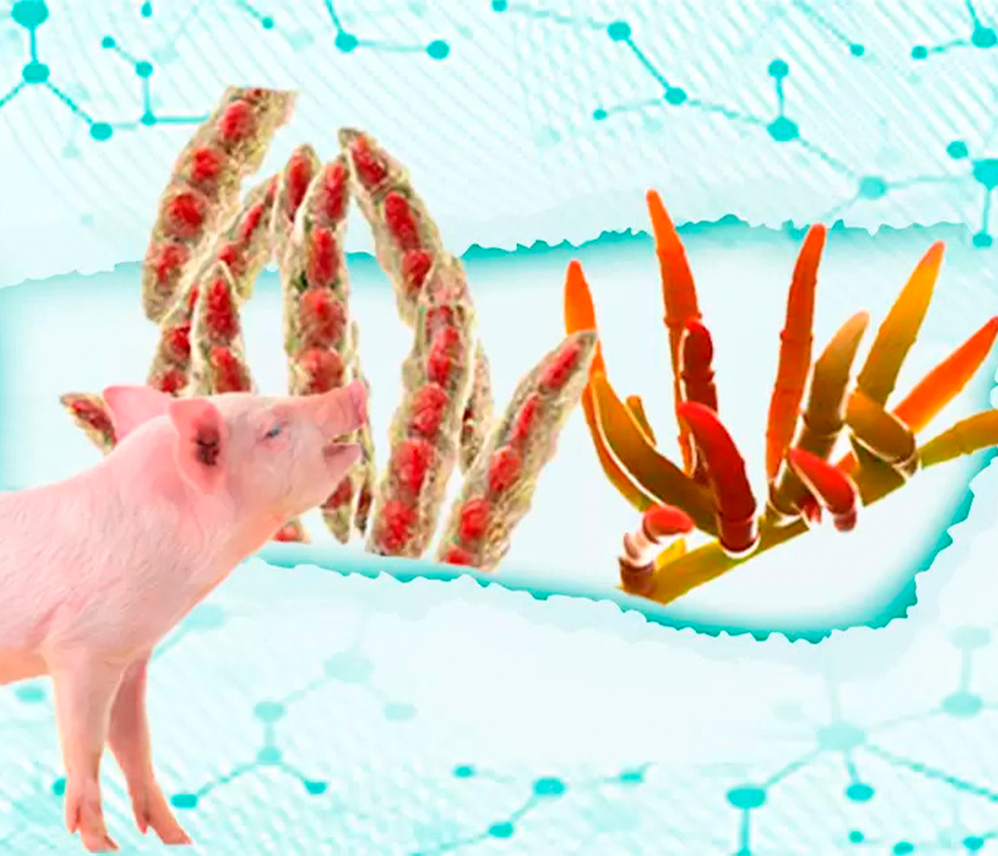 Micotoxinas emergentes y sus efectos en el porcino