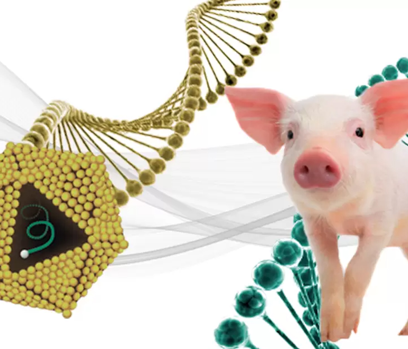 Recombinación de PCV2: Nuevo desafío para los programas de control de Circovirus Porcino
