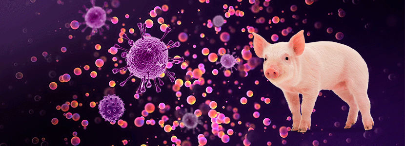 Vacuna con virus vivo modificado para el PRRS