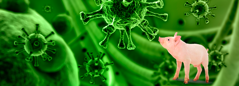 Todo sobre los Coronavirus Entéricos Porcinos