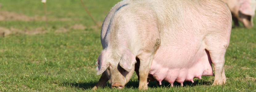 Cambios endocrinos al final de la gestación en cerdas