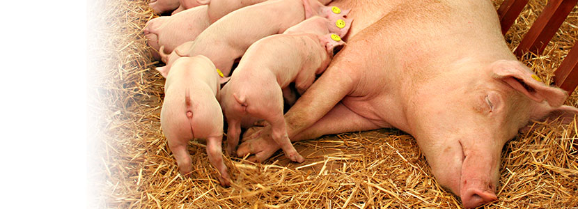 El Cerdo Robusto: Comprender y controlar la variación del peso al nacer de los lechones