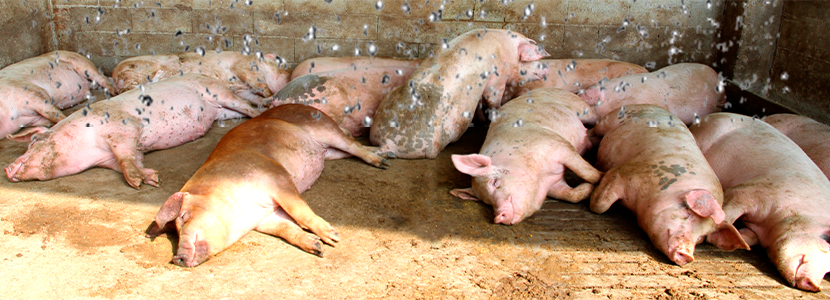 Crianza de cerdos: Ensuciamiento del corral y emisión de amoníaco