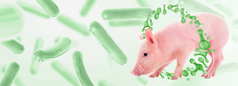 Nueva cepa probiótica combina los beneficios de bacterias esporuladas y ácido-lácticas
