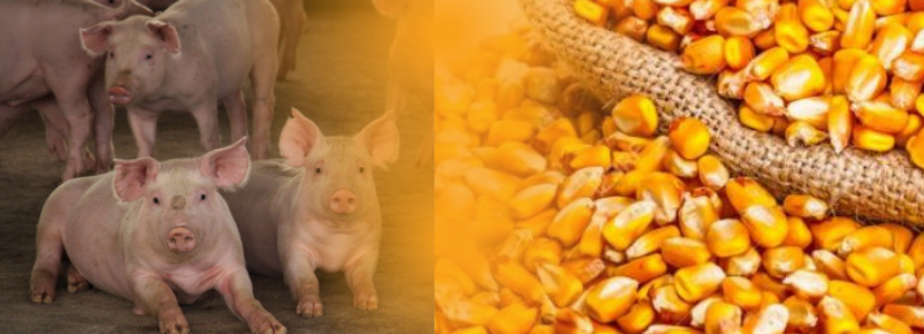 Relação de troca de suíno vivo por milho é a pior da história