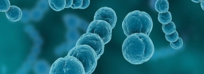 Streptococcus suis é um patógeno primário ou secundário?
