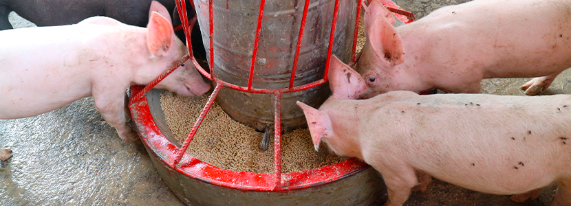 Soja poco alergénica sobre composición del microbiota y rendimiento en cerdos