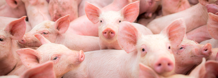 Asignación de espacio y enriquecimiento ambiental de cerdos en crecimiento agrupados