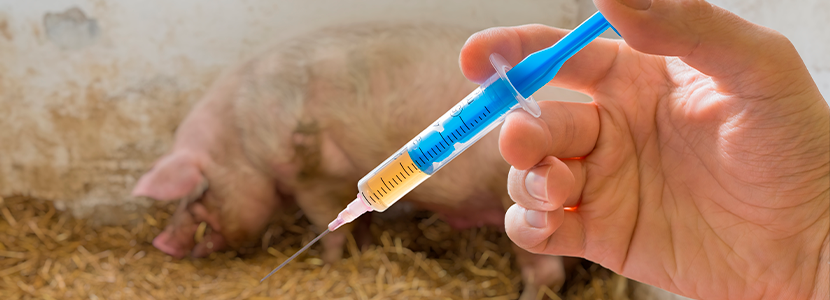 Uso de antimicrobianos en cerdos desde el parto hasta el final