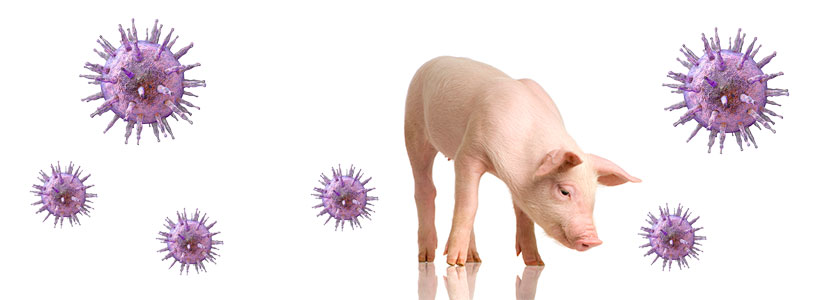 Documentan infección de parvovirus canino tipo 2 en cerdos