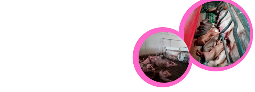 Topigs Norsvin consigue el sello de Bienestar Animal en granjas de producción de verracos