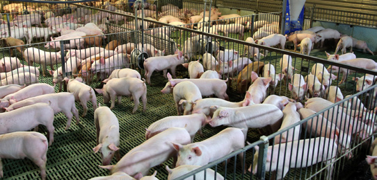 As fêmeas suínas evoluíram significativamente em relação aos aspectos produtivos, principalmente nas últimas décadas, no que diz respeito ao tamanho da leitegada.