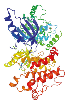Aminoácidos funcionais e a sua correlação com o sistema imune