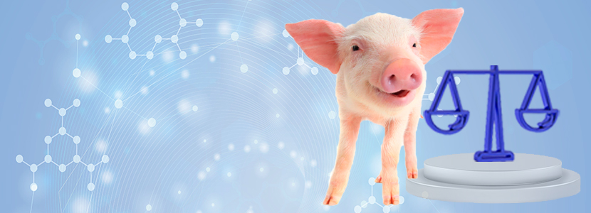 Hacia el cerdo robusto – Mejorar el peso al nacimiento mediante oligoelementos