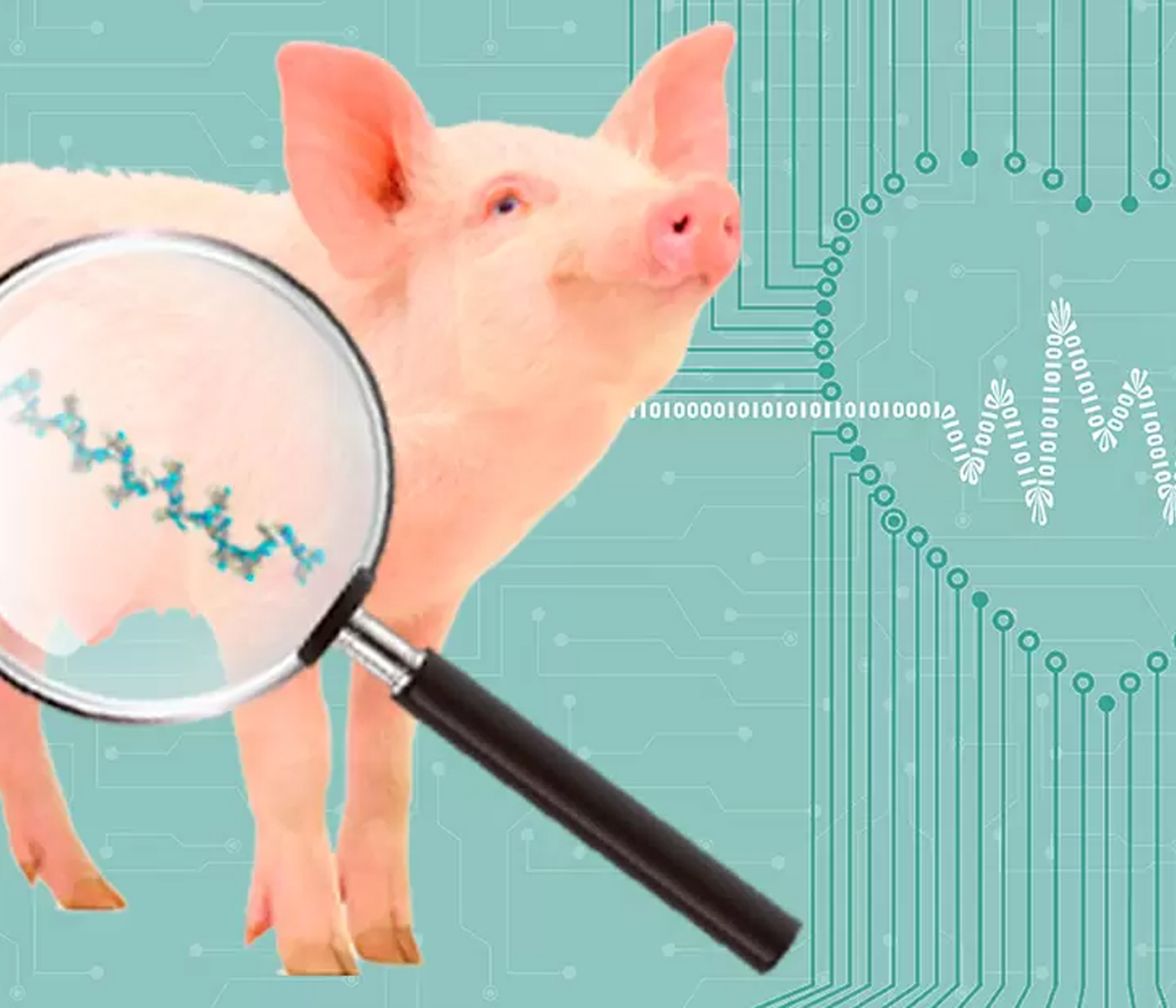 MicroARNs como biomarcadores de salud y bienestar animal en cerdos