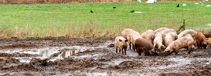 Confirmados dos casos de Peste Porcina Africana en cerdos domésticos en Alemania