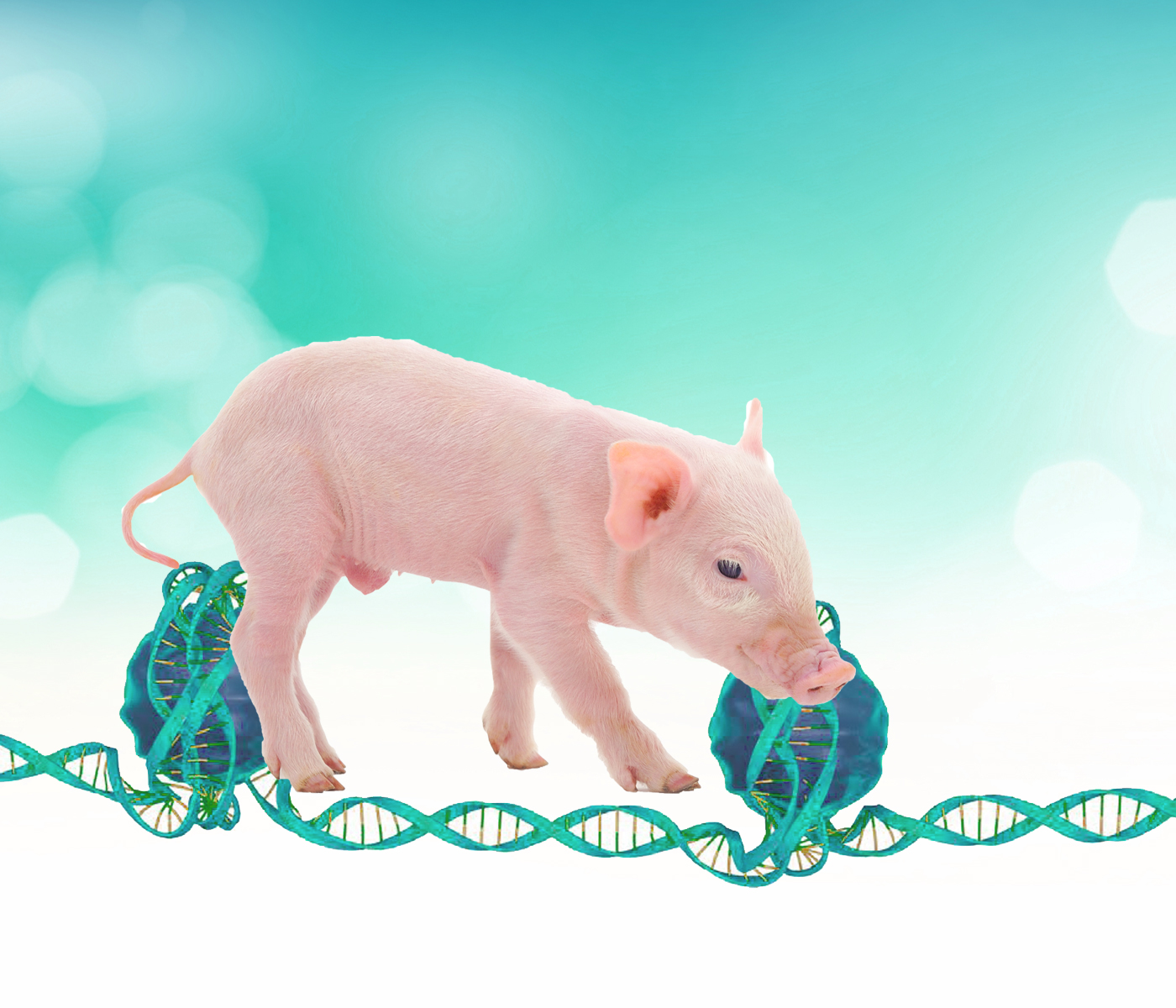 Programación fetal – Impacto sobre marcadores epigenéticos de la inmunidad del lechón