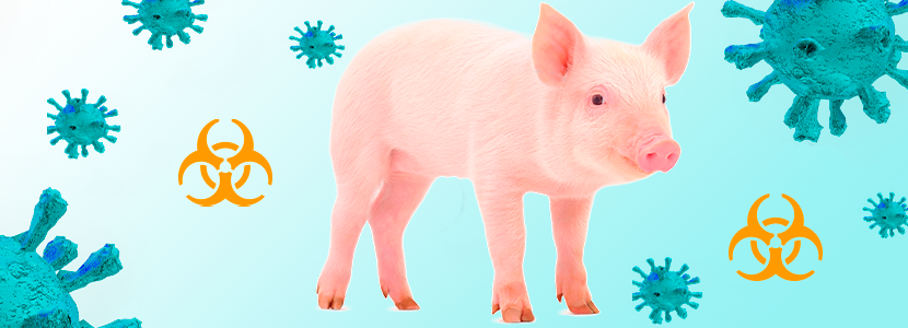 PPA, enfermedad devastadora para el cerdo, cada vez más cerca