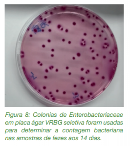 lechones enterobacterias