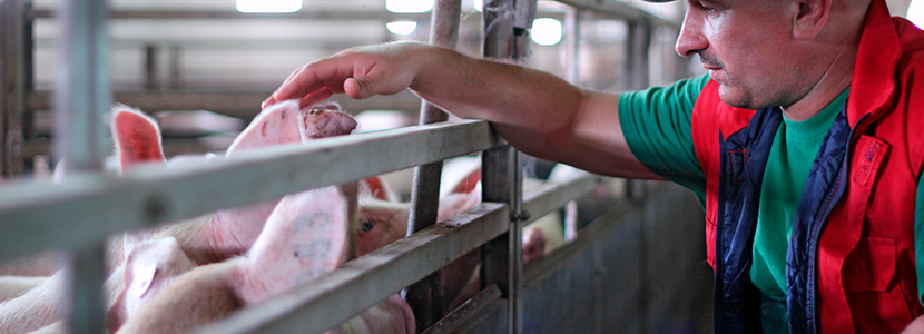 EE.UU.: Campaña para mostrar contribución de trabajadores extranjeros al sector porcino
