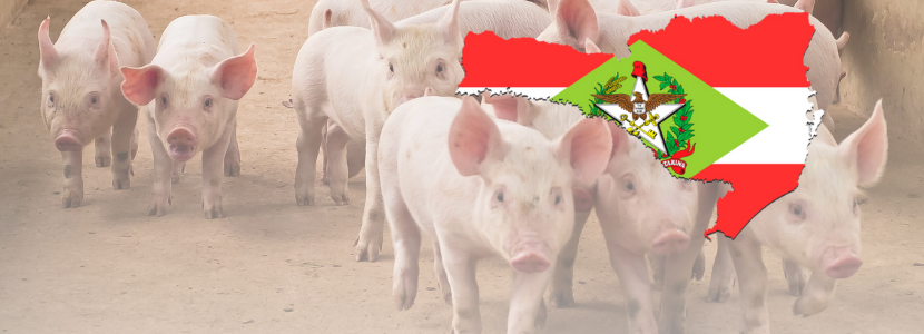 Principal produtor e exportador de carne suína, Santa Catarina cresce 29% no mês de julho
