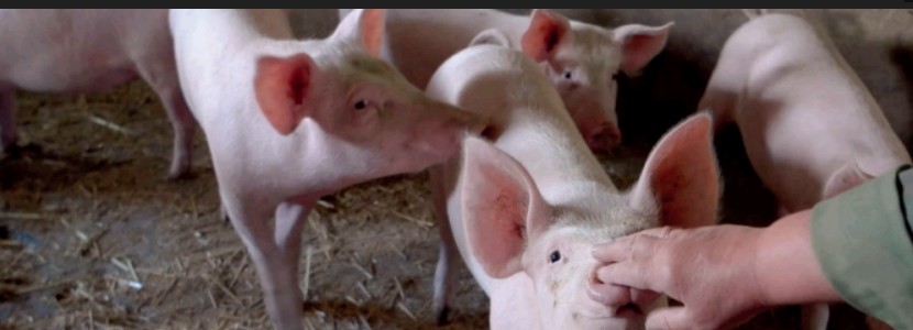 ¿Pueden los cerdos aprender a percibir positivamente a los humanos?