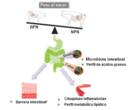 bajo peso al nacer