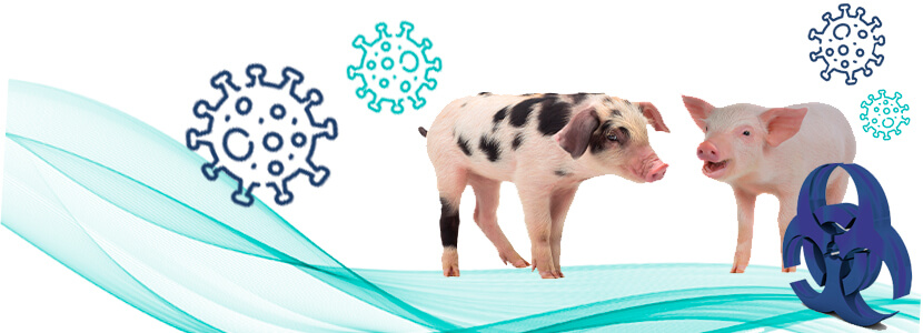 Virus del PRRS – El desafío de nuestras explotaciones porcinas