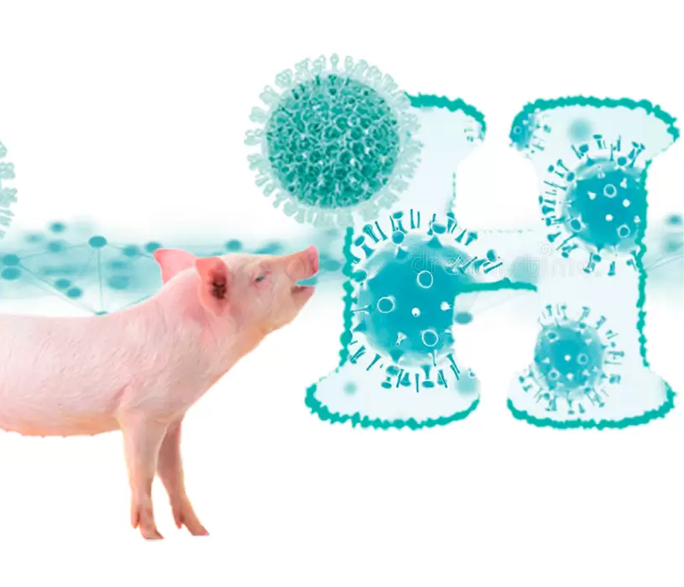 Primera identificación y caracterización de rotavirus H en cerdos en Europa