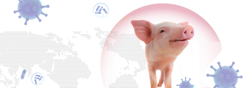 Peste porcina africana en las Américas: ¿Cómo prevenir su avance?