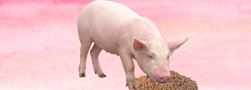 Procesamiento de alimento balanceado en la salud de los cerdos