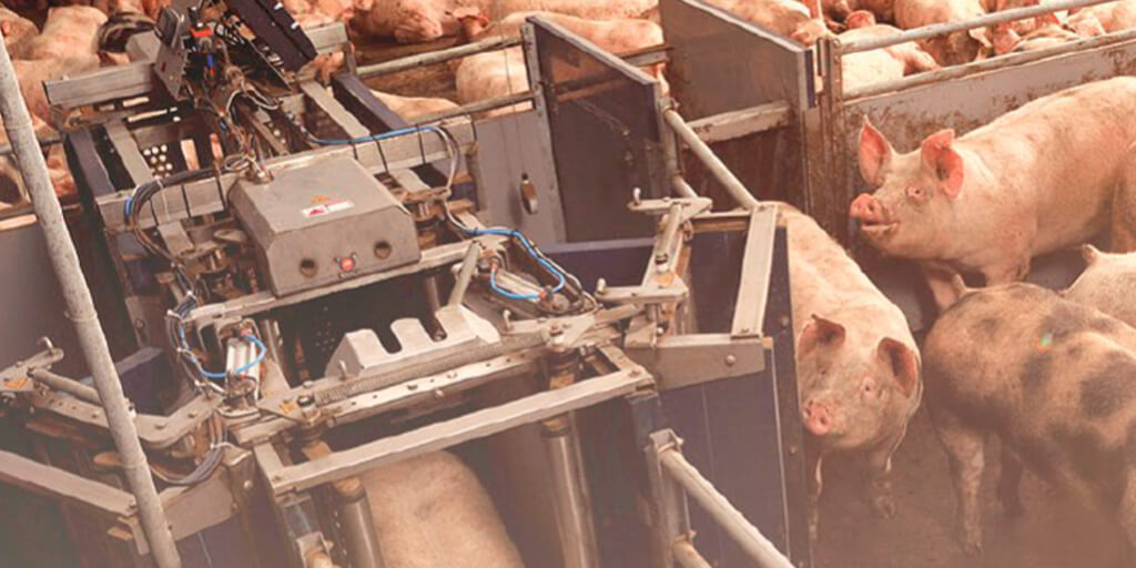 Las claves para ahorrar en mano de obra en granjas porcinas