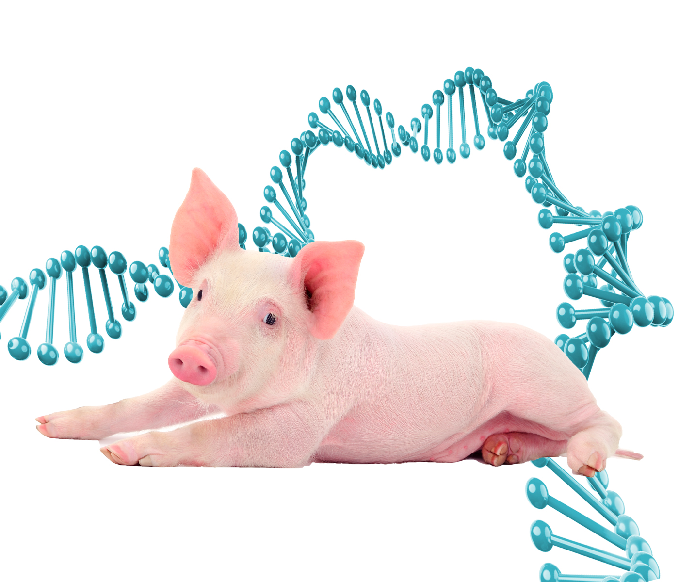 Mejora genética porcina – Estrategia para hacer frente a las resistencias antimicrobianas