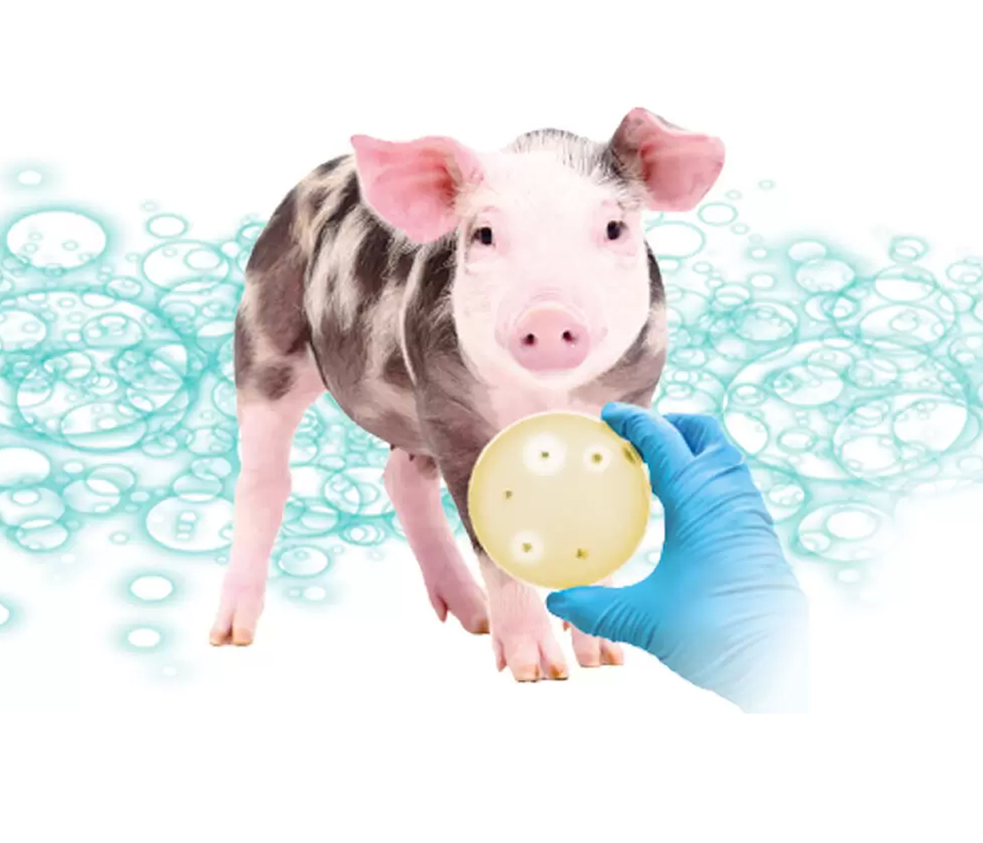 Pleuroneumonía porcina, evolución de la sensibilidad antibiótica en los últimos...