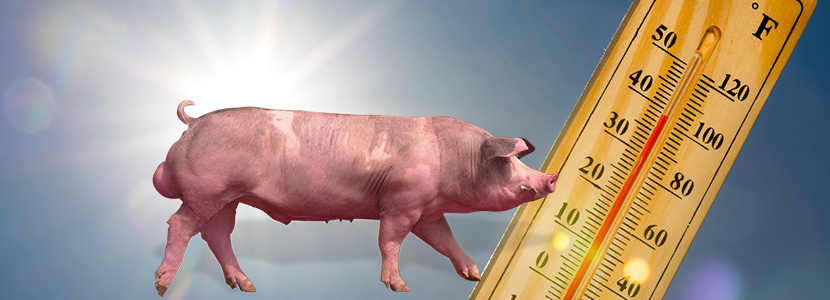 ¿Cómo afecta el estrés por calor en verracos?