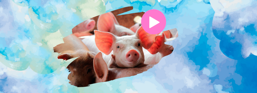 ¿Qué es la salud intestinal y cómo impacta en la producción porcina?