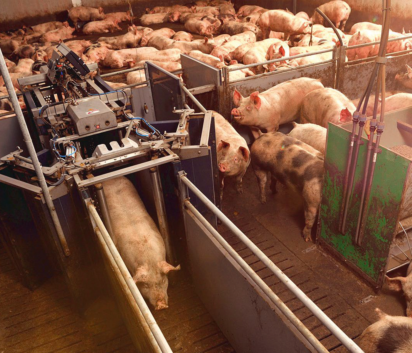 Las claves para ahorrar en mano de obra en granjas porcinas