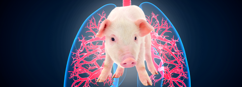 A Interação entre as Doenças do Complexo Respiratório dos suínos