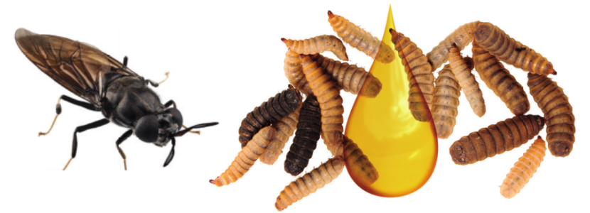Aceite de larvas de mosca soldado negra: efecto en el...