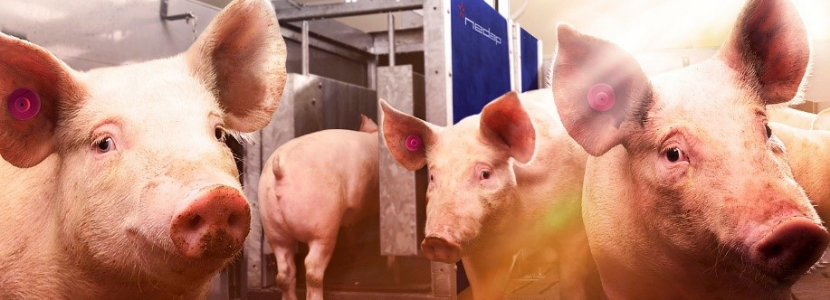 ¿Cómo optimizar el trabajo en su granja de cerdos?
