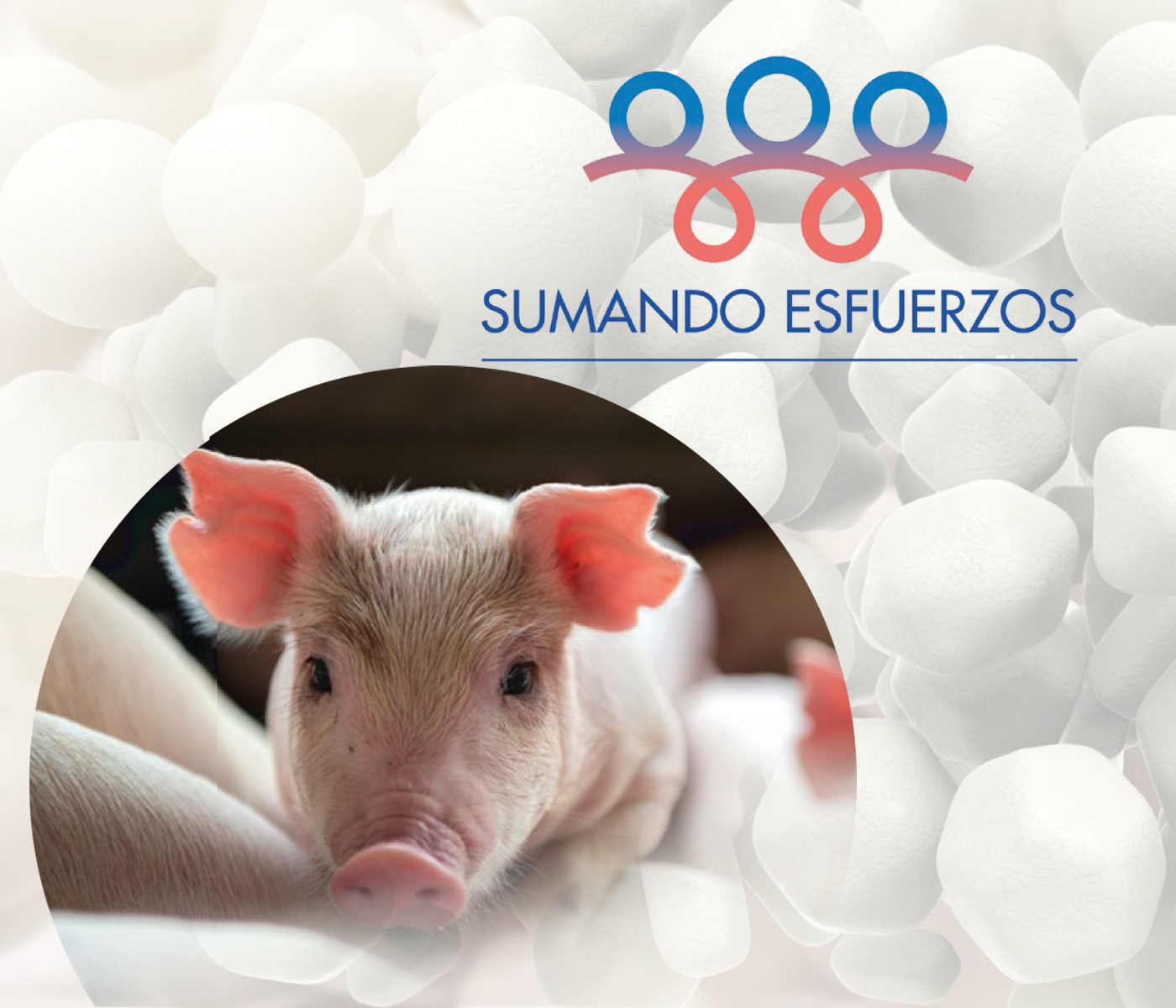 “Sumando esfuerzos” iniciativa para acompañar al sector porcino en la retirada del ZnO