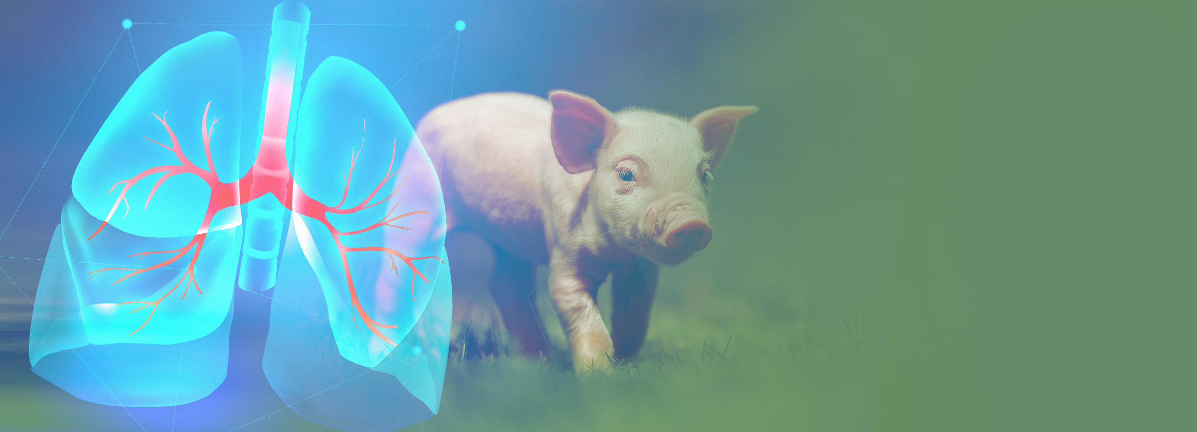 Como a saúde intestinal pode impactar a saúde respiratória dos suínos via eixo microbiota-intestino-pulmão?