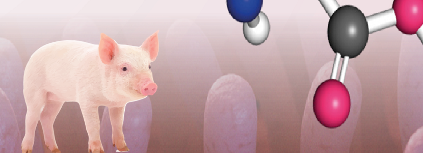 Metionina: comprendiendo el ciclo de los aminoácidos azufrados en producción porcina