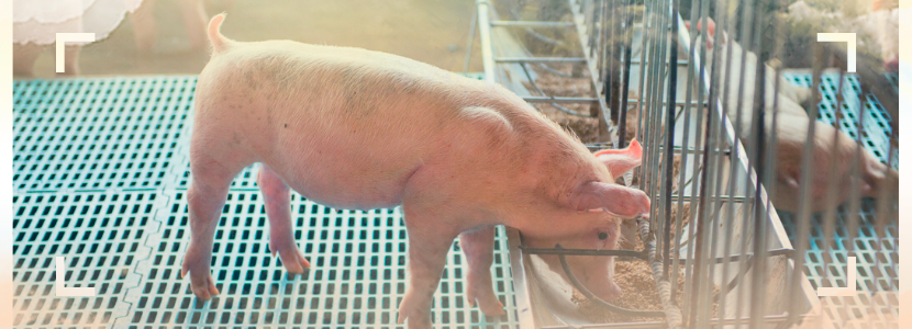 ¿Cómo lograr una nutrición y alimentación exitosa en cerdos?