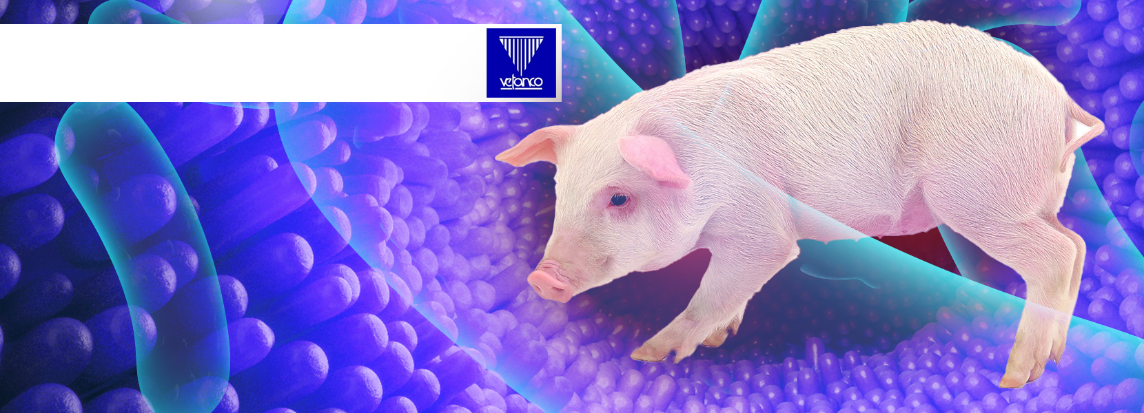 Alternativas al uso de antimicrobianos en producción porcina