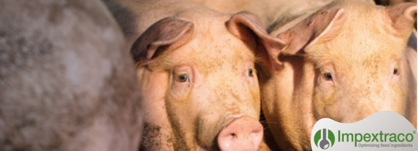 Controlando el estrés oxidativo en cerdos